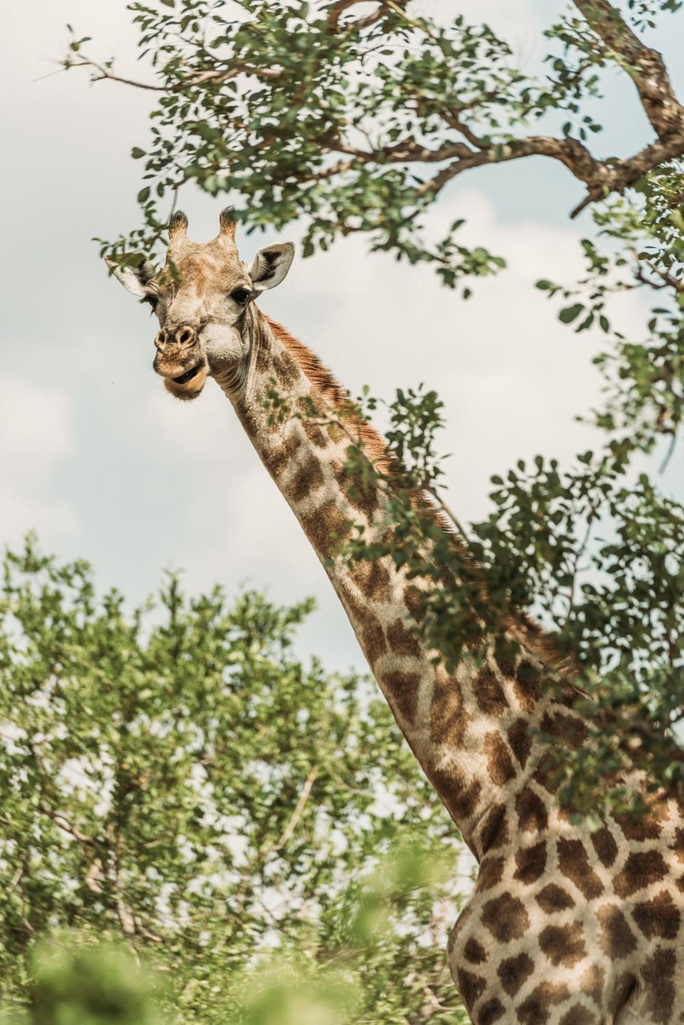 Maroelani Lodge- Greater Kruger Private Reserve *