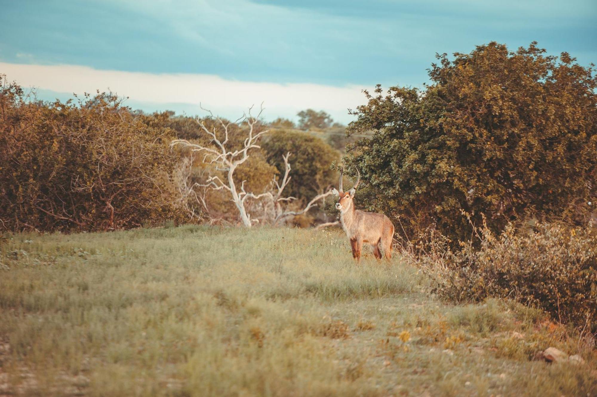 Maroelani Lodge- Greater Kruger Private Reserve Lodge *