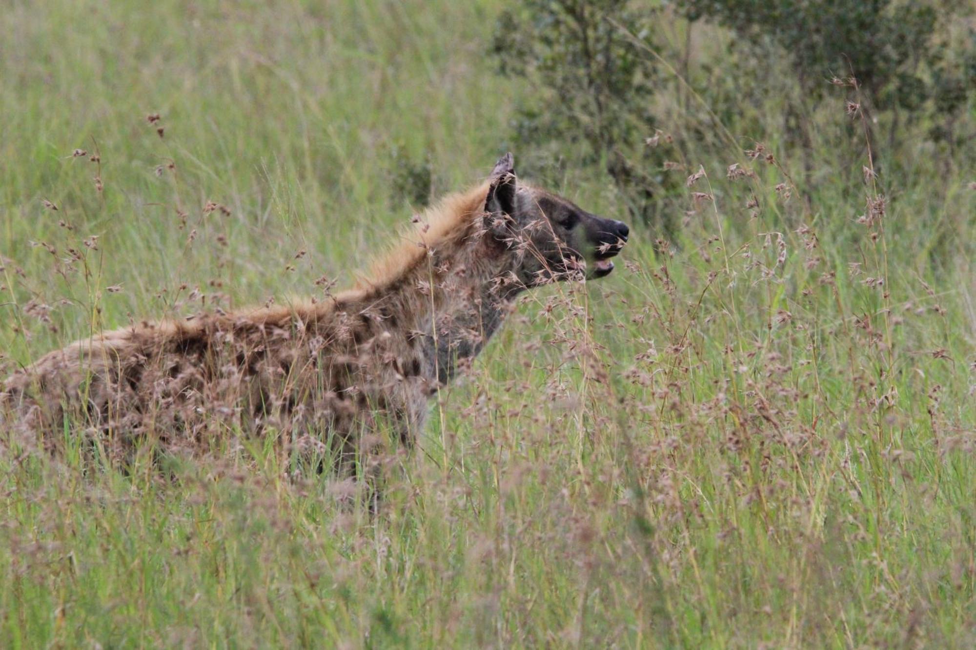 Maroelani Lodge- Greater Kruger Private Reserve * Hoedspruit